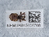  (Otiorhynchus crataegi - NHMUK015606788)  @11 [ ] Unspecified (default): All Rights Reserved  Unspecified Unspecified