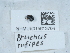  (Bruchus rufipes - NHMUK015613704)  @11 [ ] Unspecified (default): All Rights Reserved  Unspecified Unspecified