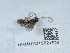  ( - NHMUK015621524)  @11 [ ] Unspecified (default): All Rights Reserved  Unspecified Unspecified