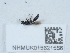  ( - NHMUK015621556)  @11 [ ] Unspecified (default): All Rights Reserved  Unspecified Unspecified