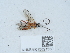  ( - NHMUK015621560)  @11 [ ] Unspecified (default): All Rights Reserved  Unspecified Unspecified