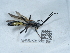  (Hepiopelmus leucostigmus - NHMUK015621591)  @11 [ ] Unspecified (default): All Rights Reserved  Unspecified Unspecified