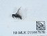  (Stylops melittae - NHMUK015667628)  @11 [ ] Unspecified (default): All Rights Reserved  Unspecified Unspecified