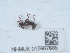  (Lomechusa paradoxa - NHMUK015667685)  @11 [ ] Unspecified (default): All Rights Reserved  Unspecified Unspecified