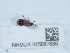  ( - NHMUK015667685)  @11 [ ] Unspecified (default): All Rights Reserved  Unspecified Unspecified