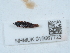 (Dinarda maerkelii - NHMUK015667723)  @11 [ ] Unspecified (default): All Rights Reserved  Unspecified Unspecified