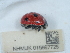  ( - NHMUK015667725)  @11 [ ] Unspecified (default): All Rights Reserved  Unspecified Unspecified