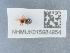  ( - NHMUK015984954)  @11 [ ] Unspecified (default): All Rights Reserved  Unspecified Unspecified