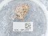  ( - NHMUK015985007)  @11 [ ] Unspecified (default): All Rights Reserved  Unspecified Unspecified