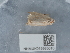  ( - NHMUK015985010)  @11 [ ] Unspecified (default): All Rights Reserved  Unspecified Unspecified
