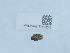  ( - NHMUK015985245)  @11 [ ] Unspecified (default): All Rights Reserved  Unspecified Unspecified