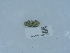  ( - NHMUK015985250)  @11 [ ] Unspecified (default): All Rights Reserved  Unspecified Unspecified