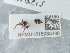  ( - NHMUK015988386)  @11 [ ] Unspecified (default): All Rights Reserved  Unspecified Unspecified