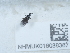  ( - NHMUK016038387)  @11 [ ] Unspecified (default): All Rights Reserved  Unspecified Unspecified