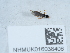  ( - NHMUK016038406)  @11 [ ] Unspecified (default): All Rights Reserved  Unspecified Unspecified