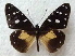  ( - SCABRIDanaidae1040)  @11 [ ] CreativeCommons - Attribution (2013) CBG Photography Group Centre for Biodiversity Genomics