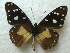  ( - SCABRIDanaidae1042)  @12 [ ] CreativeCommons - Attribution (2013) CBG Photography Group Centre for Biodiversity Genomics