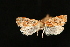  (Choristoneura lambertiana - Dun-08-239)  @11 [ ] Unspecified (default): All Rights Reserved  Unspecified Unspecified