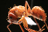  (Formica fusca gr - NCSU-DF0009)  @14 [ ] Unspecified (default): All Rights Reserved  Unspecified Unspecified