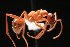  (Formica sanguinea gr - NCSU-DF0017)  @14 [ ] Unspecified (default): All Rights Reserved  Unspecified Unspecified