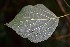  (Salvia clarkcowanii - AVM106)  @11 [ ] CreativeCommons - Attribution Non-Commercial Share-Alike (2019) Rafael F. del Castillo Instituto Politécnico Nacional