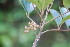 (Buddleja cordata - AVM14)  @11 [ ] CreativeCommons - Attribution Non-Commercial Share-Alike (2019) Rafael F. del Castillo Instituto Politécnico Nacional