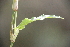  (Commelinales - AVM27)  @11 [ ] CreativeCommons - Attribution Non-Commercial Share-Alike (2019) Rafael F. del Castillo Instituto Politécnico Nacional