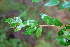 (Vaccinium leucanthum - AVM33)  @11 [ ] CreativeCommons - Attribution Non-Commercial Share-Alike (2019) Rafael F. del Castillo Instituto Politécnico Nacional