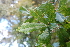  ( - AVM34)  @11 [ ] CreativeCommons - Attribution Non-Commercial Share-Alike (2019) Rafael F. del Castillo Instituto Politécnico Nacional