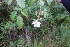  ( - AVM43)  @11 [ ] CreativeCommons - Attribution Non-Commercial Share-Alike (2019) Rafael F. del Castillo Instituto Politécnico Nacional