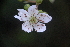  (Rubus sapidus - AVM43)  @11 [ ] CreativeCommons - Attribution Non-Commercial Share-Alike (2019) Rafael F. del Castillo Instituto Politécnico Nacional