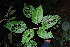  ( - AVM67)  @11 [ ] CreativeCommons - Attribution Non-Commercial Share-Alike (2019) Rafael F. del Castillo Instituto Politécnico Nacional