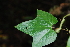  ( - AVM79)  @11 [ ] CreativeCommons - Attribution Non-Commercial Share-Alike (2019) Rafael F. del Castillo Instituto Politécnico Nacional
