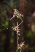  ( - AVM80)  @11 [ ] CreativeCommons - Attribution Non-Commercial Share-Alike (2019) Rafael F. del Castillo Instituto Politécnico Nacional