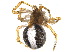  (Theridion lawrencei - BIOUG14306-D04)  @15 [ ] CreativeCommons - Attribution (2015) CBG Photography Group Centre for Biodiversity Genomics