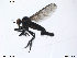  (Rhamphomyia caudata - SV-NHMO41)  @13 [ ] CreativeCommons - Attribution (2013) Dawn Williams University of Oslo, Natural History Museum