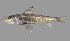  (Chlorophthalmus vityazi - SPR22_084)  @11 [ ] by-nc-sa (2023) SAIAB SAIAB