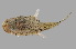  (Chaunax africanus - SPR22_556)  @11 [ ] by-nc-sa (2023) SAIAB SAIAB