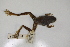 (Acris - MCZ Herp A-136419)  @11 [ ] Unspecified (default): All Rights Reserved  Unspecified Unspecified