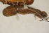  ( - MCZ Herp A-52206)  @11 [ ] Unspecified (default): All Rights Reserved  Unspecified Unspecified