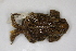  (Bufo hemiophrys - MCZ Herp A-79914)  @11 [ ] Unspecified (default): All Rights Reserved  Unspecified Unspecified