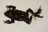 (Bufo exsul - MCZ Herp A-32436)  @11 [ ] Unspecified (default): All Rights Reserved  Unspecified Unspecified