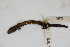  (Desmognathus auriculatus - MCZ Herp A-143061)  @11 [ ] Unspecified (default): All Rights Reserved  Unspecified Unspecified