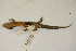  (Desmognathus carolinensis - MCZ Herp A-146087)  @11 [ ] Unspecified (default): All Rights Reserved  Unspecified Unspecified