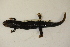  ( - MCZ Herp A-143349)  @11 [ ] Unspecified (default): All Rights Reserved  Unspecified Unspecified