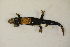  ( - MCZ Herp A-143349)  @11 [ ] Unspecified (default): All Rights Reserved  Unspecified Unspecified