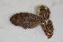  ( - MCZ Herp A-9028)  @11 [ ] Unspecified (default): All Rights Reserved  Unspecified Unspecified