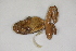  ( - MCZ Herp A-9028)  @11 [ ] Unspecified (default): All Rights Reserved  Unspecified Unspecified