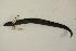  ( - MCZ Herp A-109192)  @11 [ ] Unspecified (default): All Rights Reserved  Unspecified Unspecified