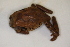  ( - MCZ Herp A-26397)  @11 [ ] Unspecified (default): All Rights Reserved  Unspecified Unspecified